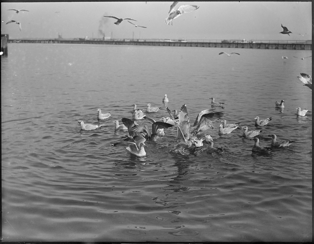 Seagulls in harbor