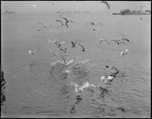 Seagulls, Boston Harbor