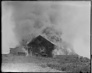 Long Island Piggery fire - rat control