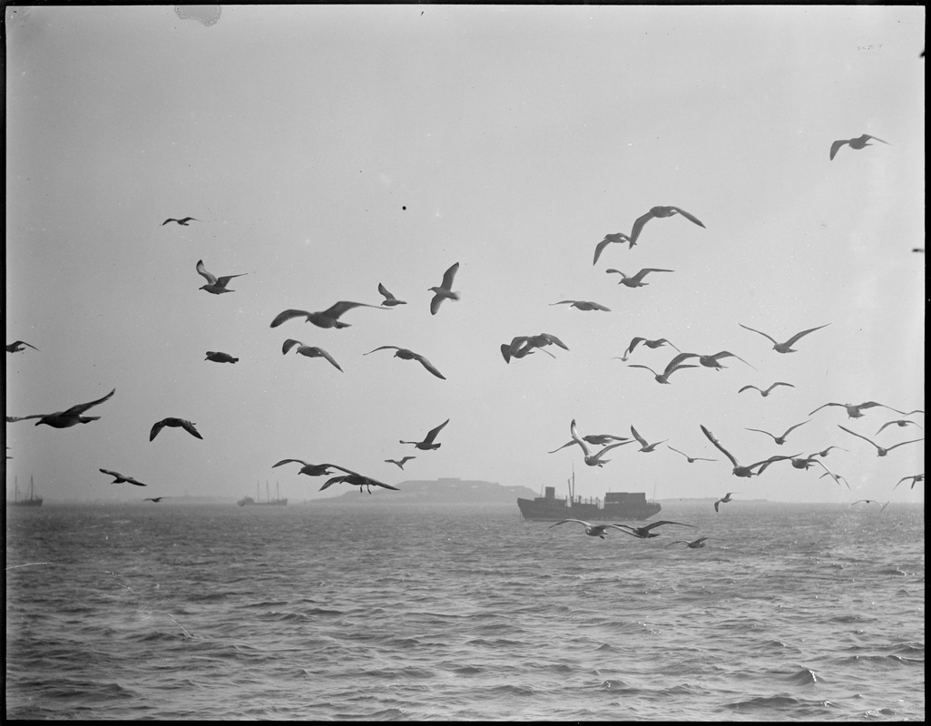 Seagulls off Fish Pier