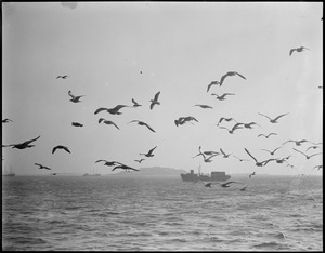 Seagulls off Fish Pier