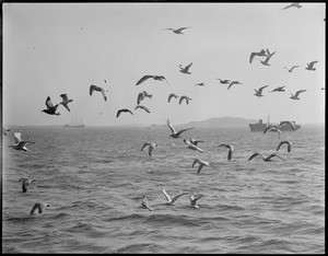 Seagulls off Fish Pier