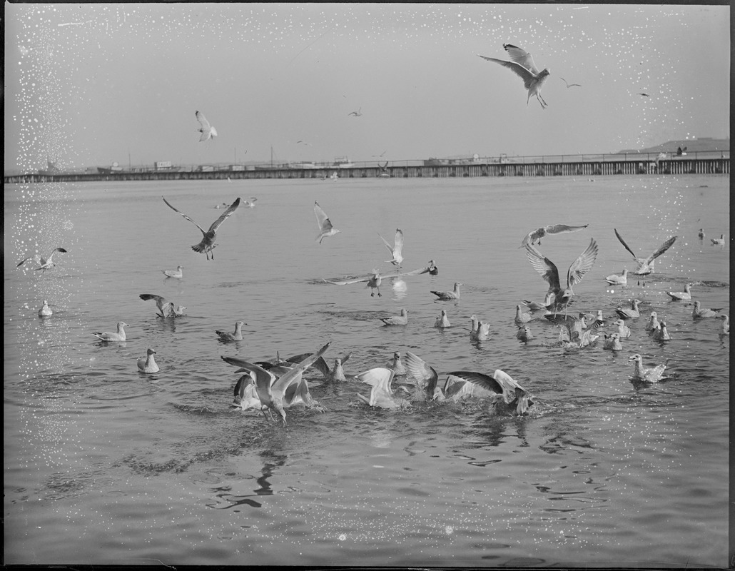 Seagulls