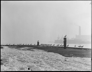 Seagulls at Navy Yard