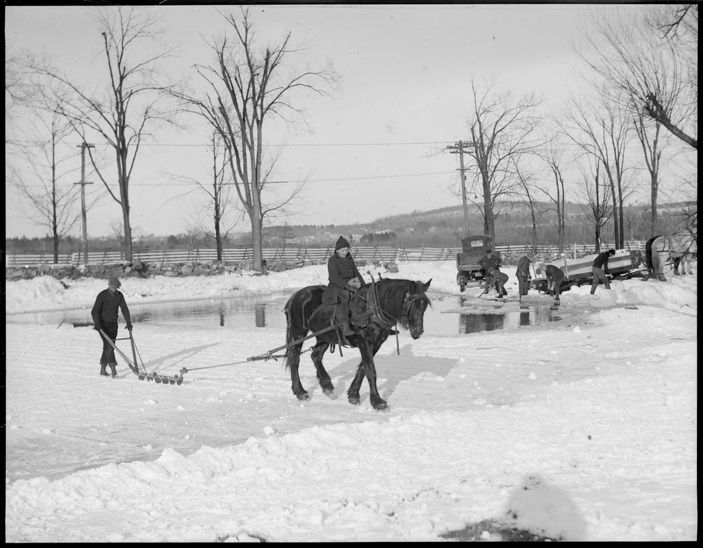 Horse cutting ice on pond