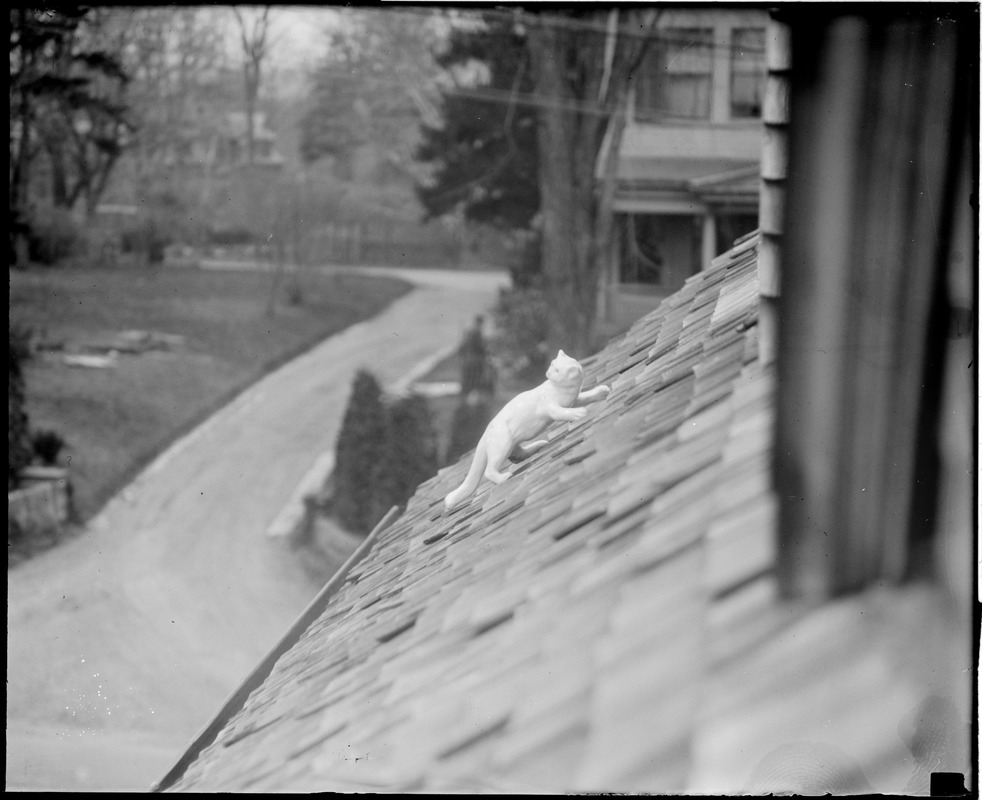 China cat on roof of Mrs. Ralph Emerson's house in Milton alarms motorists