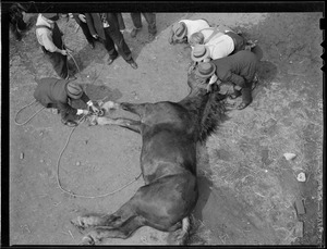 Horse, Roley falls into pit. (He survives!)