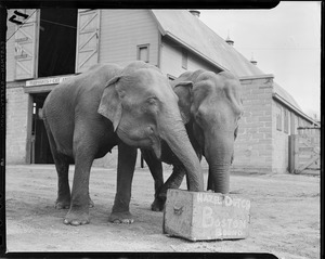 Elephants eating