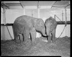 Baby elephants