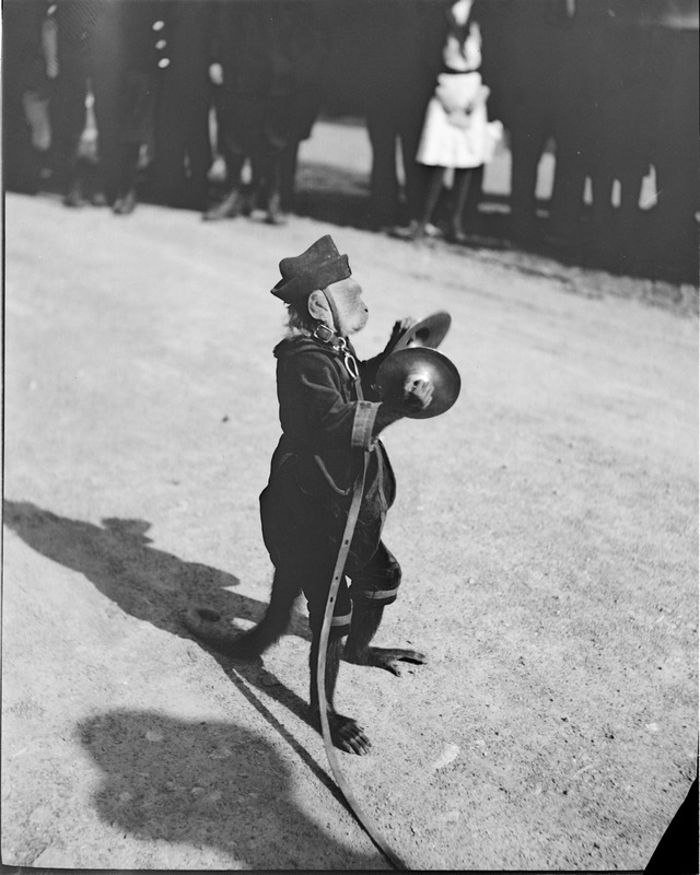 Uniformed monkey playing cymbals