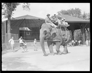 Bensons Animal Farm, Hudson, N.H. Elephant