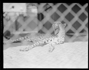 Benson's Farm, Hudson, N.H.: Cheetah from Africa yawning