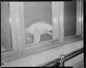 Sea turtle at aquarium