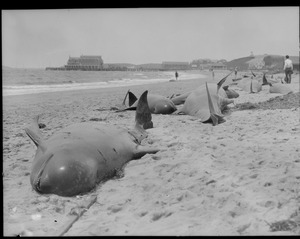 Whales ashore, Provincetown, MA