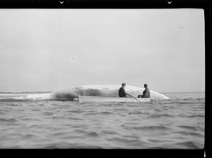 2 men in a rowboat next to whale