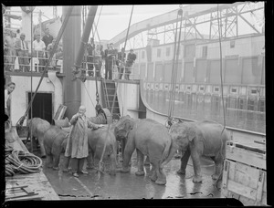 Baby elephants arrive aboard ship