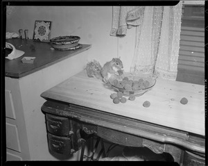 Squirrel eating from a bowl in house