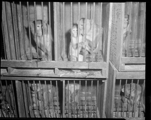 Monkeys in cages