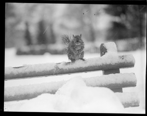 The squirrel in winter, Boston Common