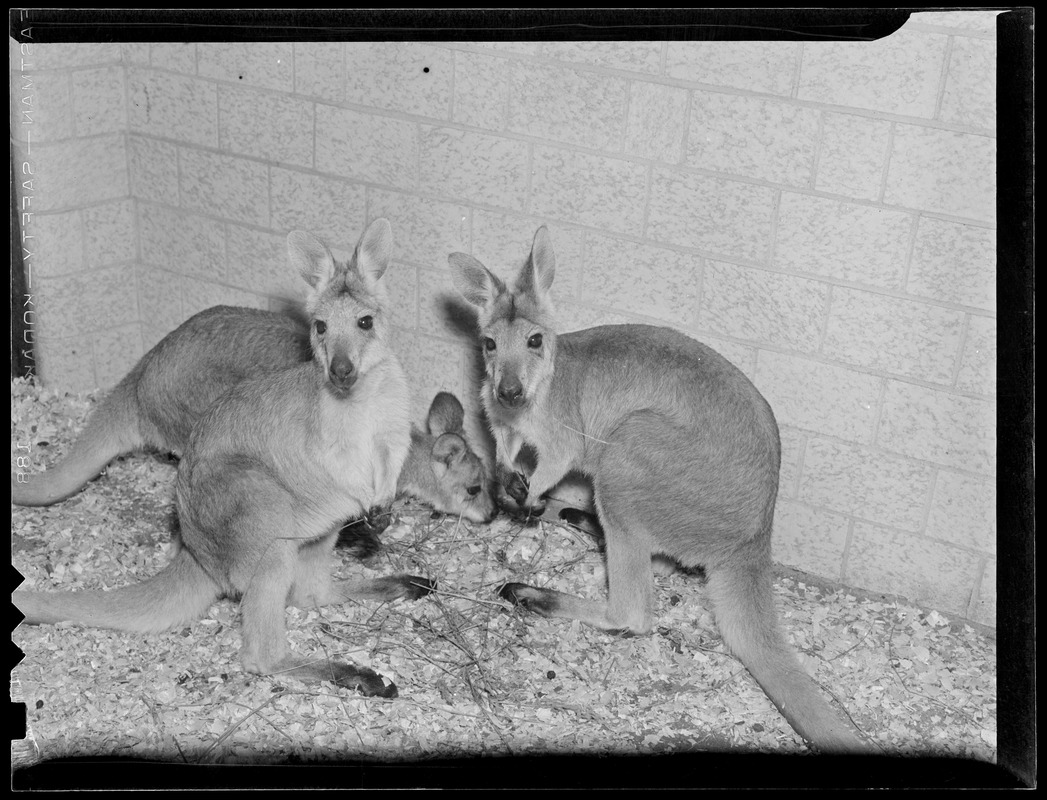 Kangaroos