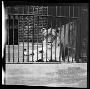 Lions in cage