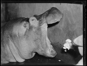 Hippo