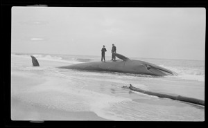 Whale ashore Cape Cod