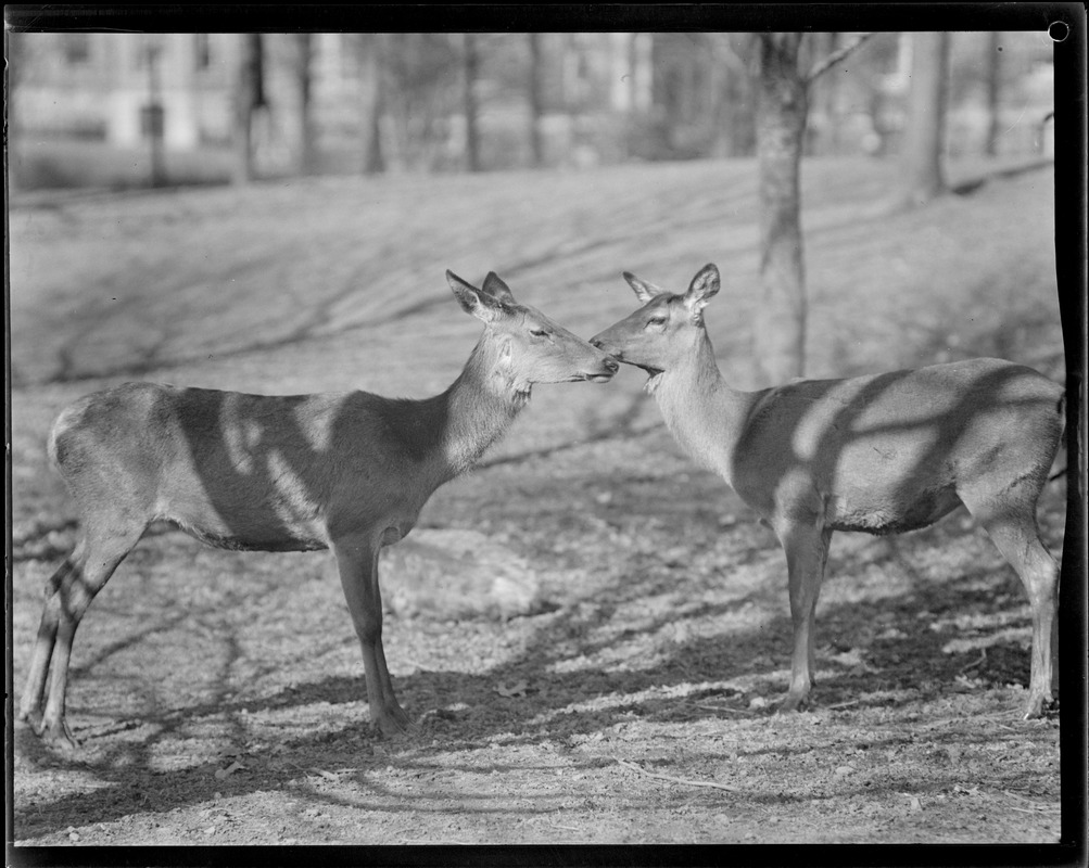 Red deer