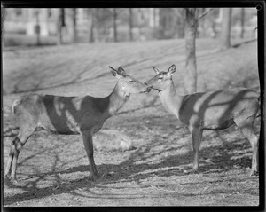 Red deer