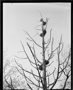 Raccoons in a tree