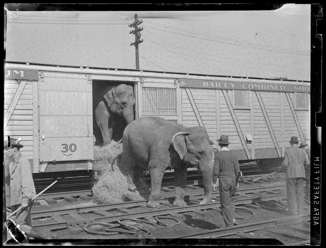 Circus elephants