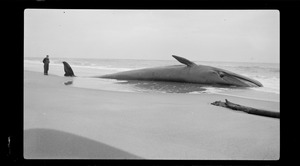 Whale on beach of Cape Cod