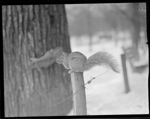 Squirrel