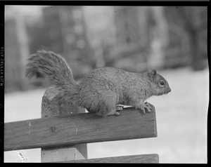 Squirrel