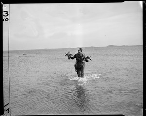 Diver emerges with lobsters