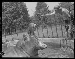 Hippo