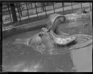 Hippo