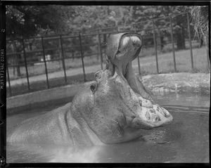 Hippo