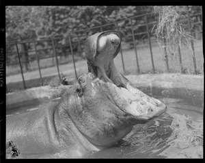 Hippo