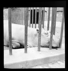 Hippo at zoo