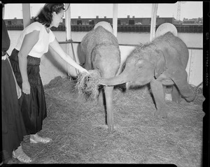 Woman feeds baby elephants