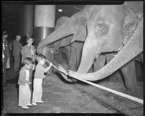 Boys feeding elephants