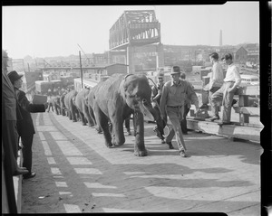 Elephants being unloaded