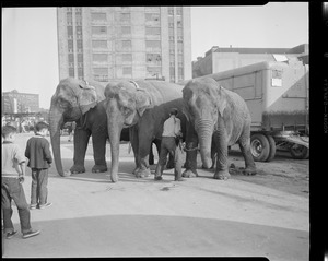 Elephants being unloaded