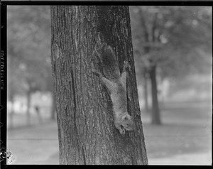 Squirrel on common