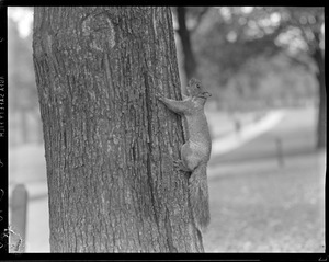 Squirrel on common