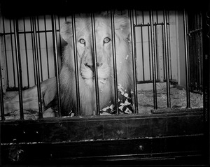 Lions in cage