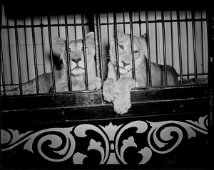 Circus lions