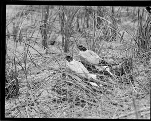 Terns in Chatham