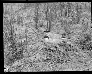 Terns in Chatham